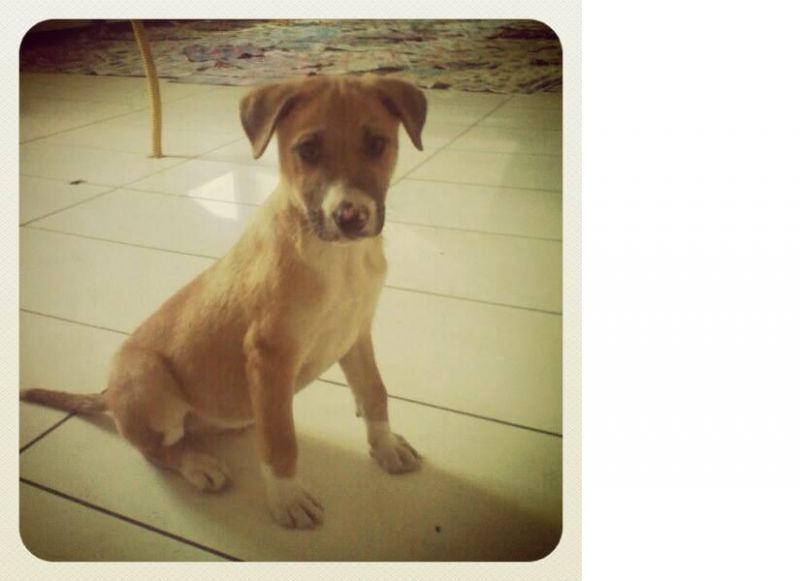 Grano cucciolo 3mesi raccolto in strada cerca amore