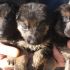 Splendidi cuccioli di pastore tedesco