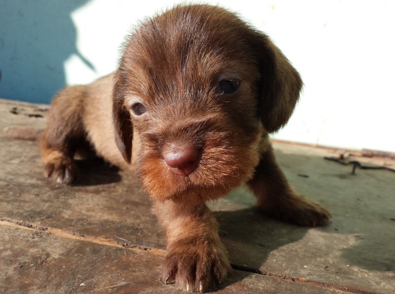 Splendidi cuccioli di bassotto tedesco