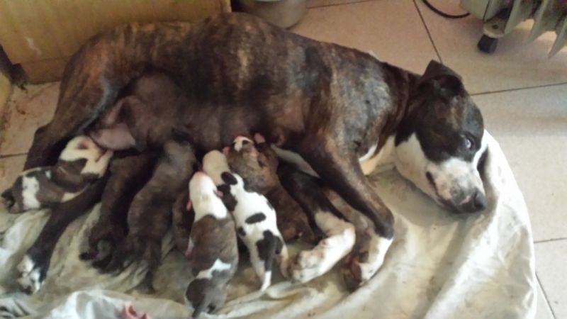 Splendidi cuccioli di pitbull mastiff