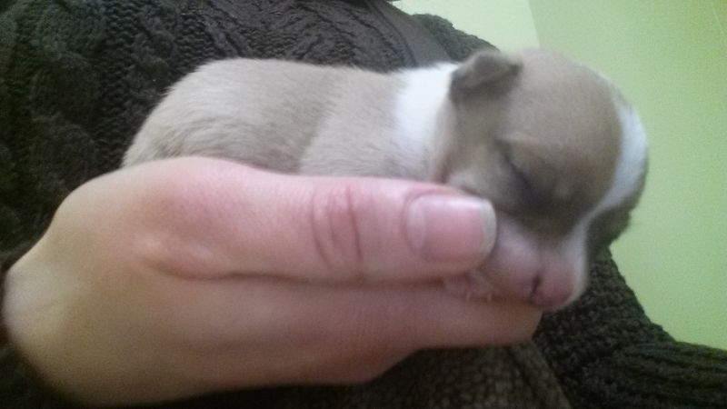 Splendido cucciolo di chihuahua