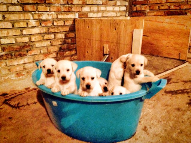 Cucciolata di Kira del 30/12/2013