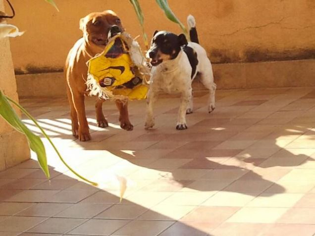 Tu ce l'hai la tua pallina!