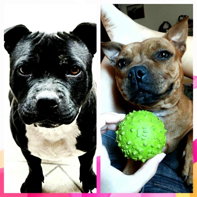 Vi presento la mia mamma, Molly!