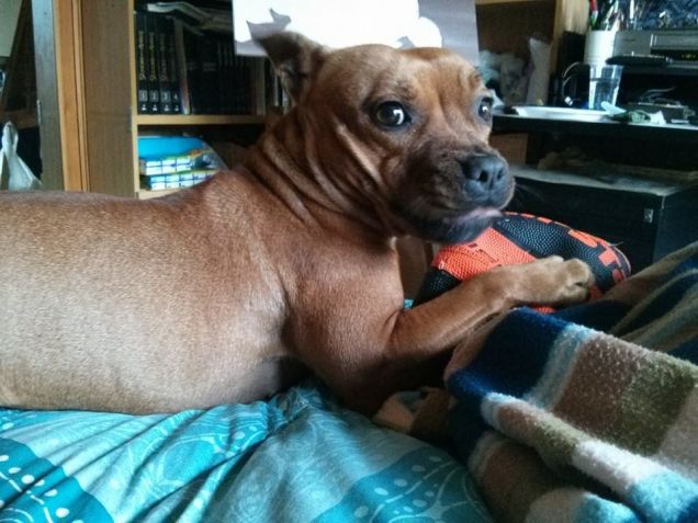 Voi non avrete la mia palla!