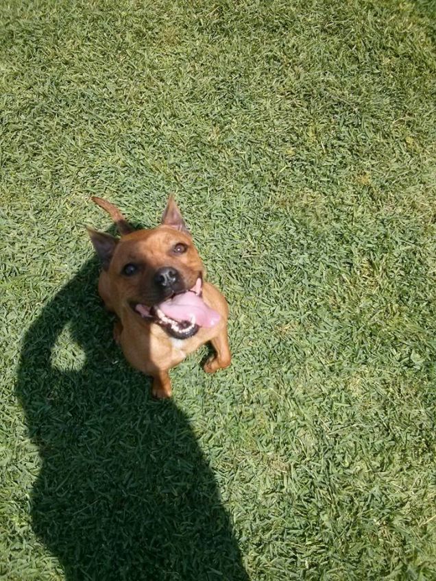 La felicità negli occhi di un cane