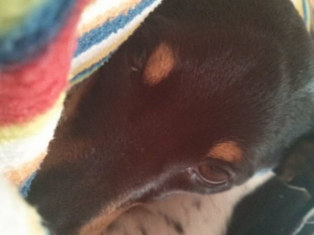 Le coccole sono sempre gradite