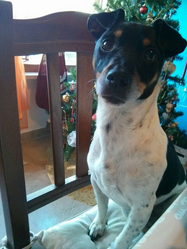 L' albero di Natale e lui...