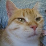 il mio bellissimo gatto