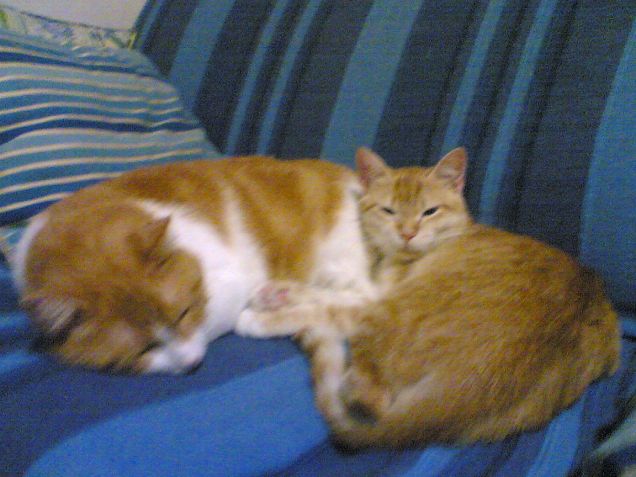 due amici inseparabili