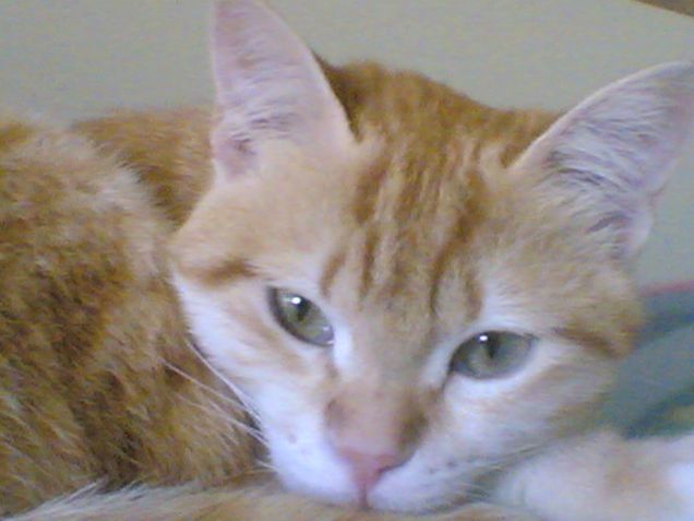 soldino,il mio gatto rosso rosso