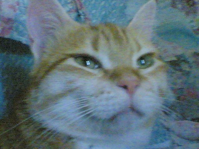 il mio bellissimo gatto rosso