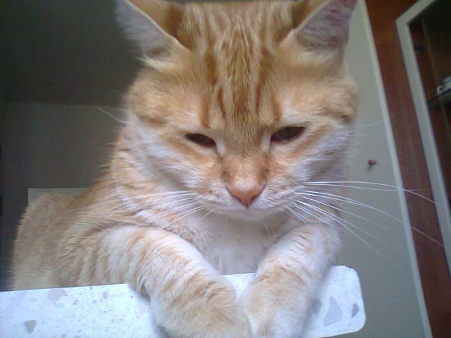 soldino sulla tavola