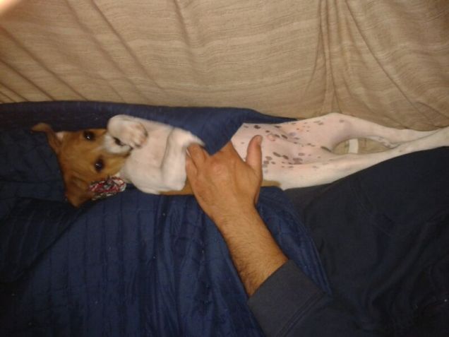 un pisolino a pancia in su 