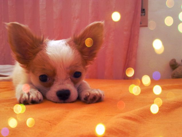 il mio mostriciattolino :)