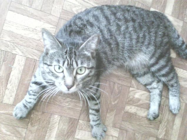 Un omaggio alla mia dolce Ipazia che non c'è più :(