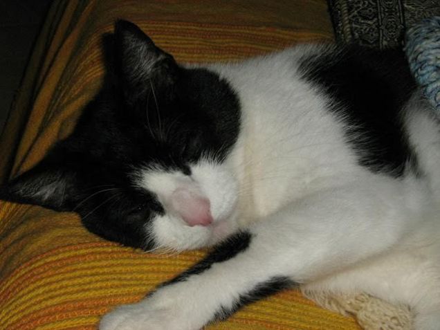 Tommy 11 enne dormiglione!