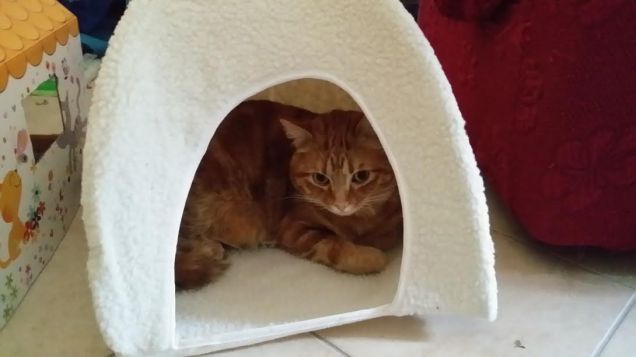 Tommino  il coccolone!