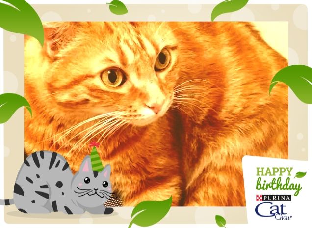 BUON COMPLEANNO TOMMINO