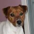 Jack Russell per accoppiamento