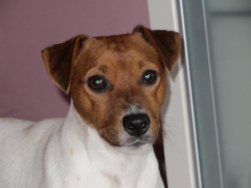 Jack Russell per accoppiamento