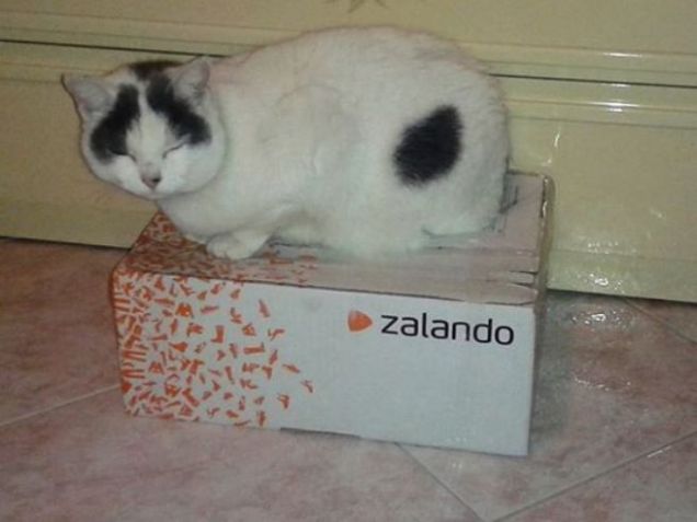 Zalando... urla di piacere
