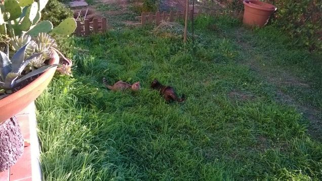 vi presento la mia migliore amica!!!