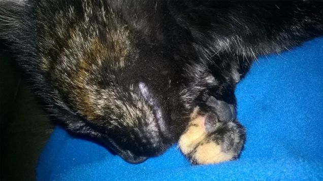 mmmm...come si dorme bene sulla mammona!!