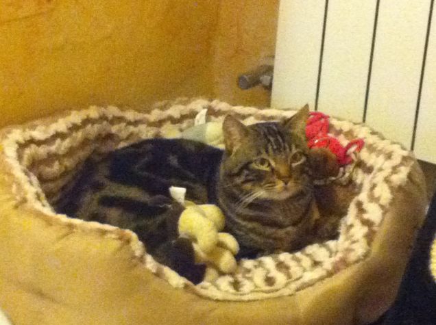 Nella mia cuccia