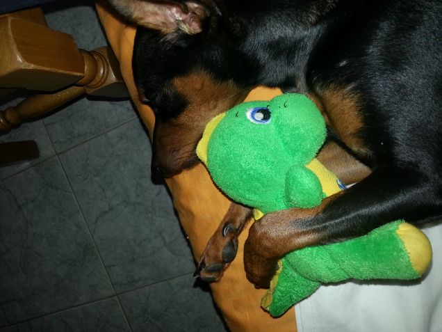 Ted con il Draghetto