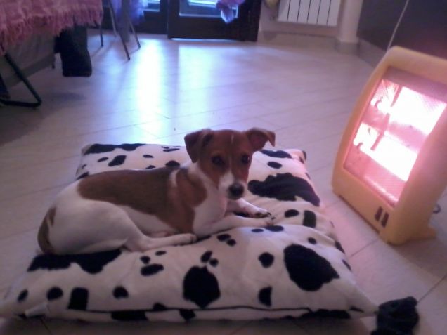 Rocco e il suo grande amore