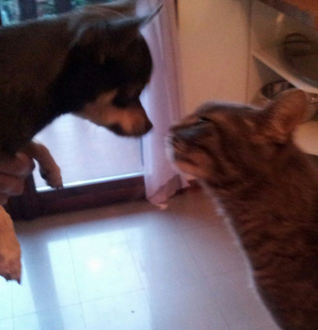 Micia e Jimmy-vero amore!