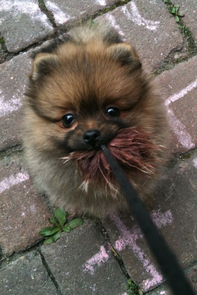 Angelina la volpina a 3 mesi