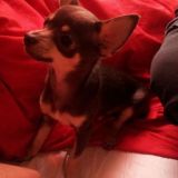 Beatrice