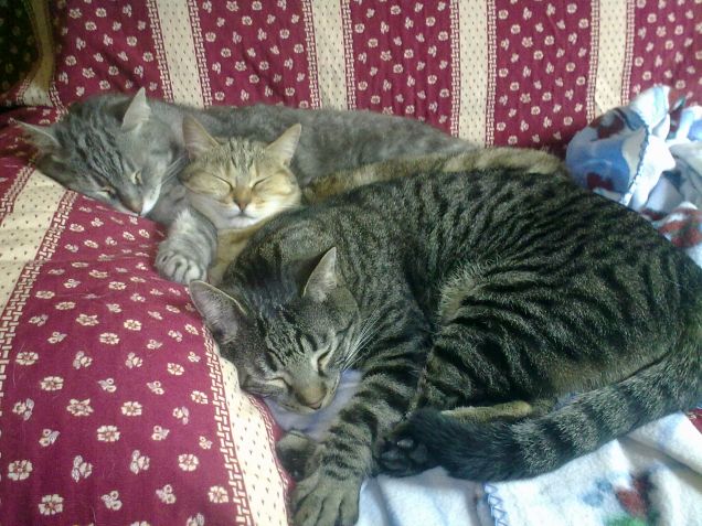 dall esterno jeck diana toby