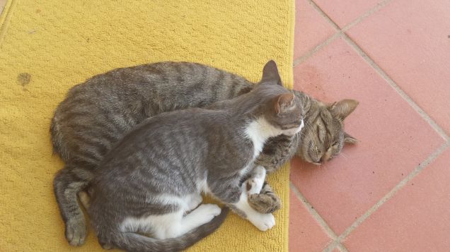 i miei tesori ALVIN e JERRY