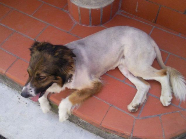 Leoncina in Estate