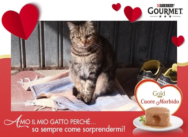 Gatto spericolato