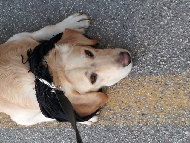 Hulk e la sciarpa della mamma