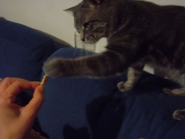 gatto mangia crackers