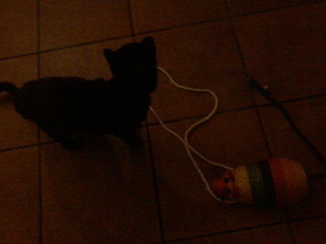 VI PRESENTO LA MIA GATTA