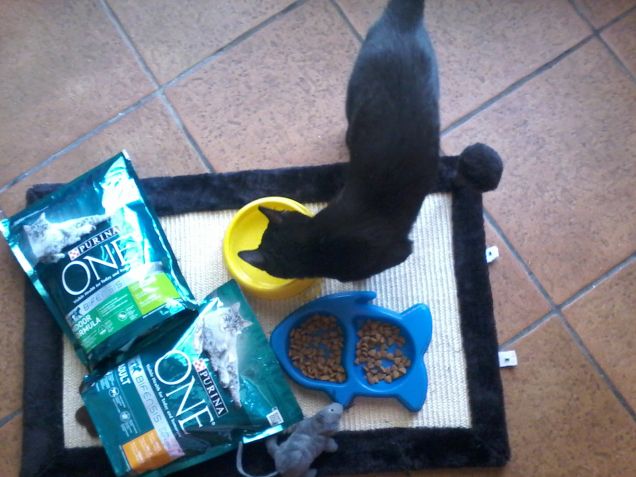 KIRA si rifocilla .... : ))