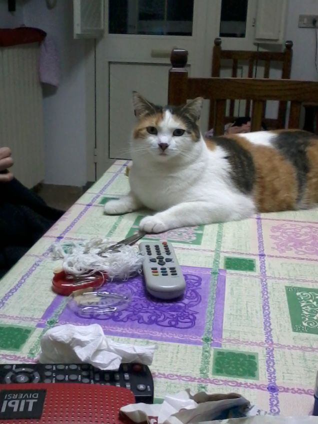 dare sempre una mano in casa...