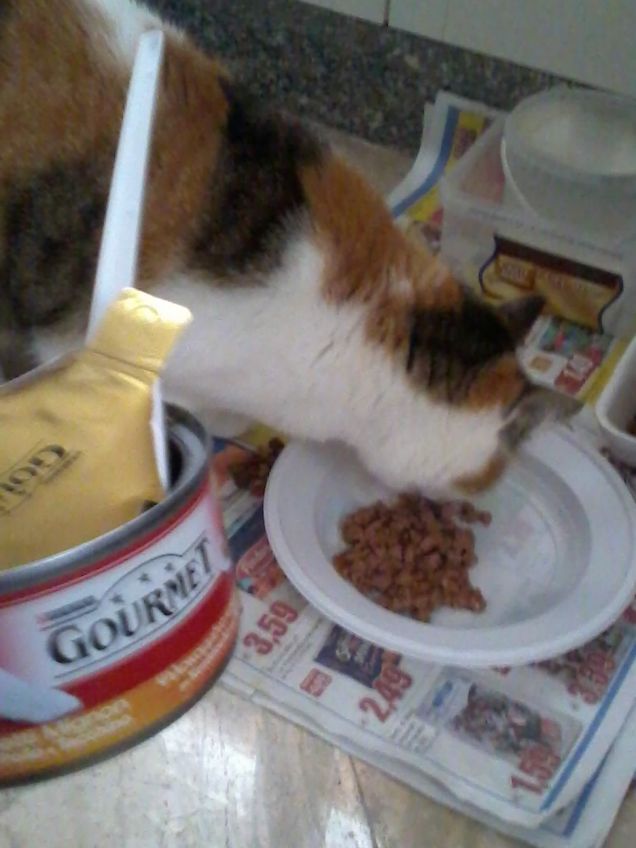 Horus Vs. Pappa Gourmet.