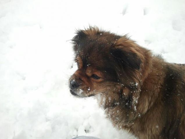 Divertimento invernale