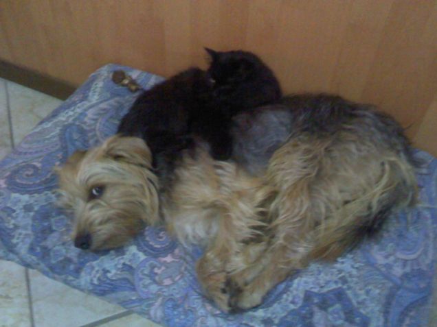 con la mia mamma gatta