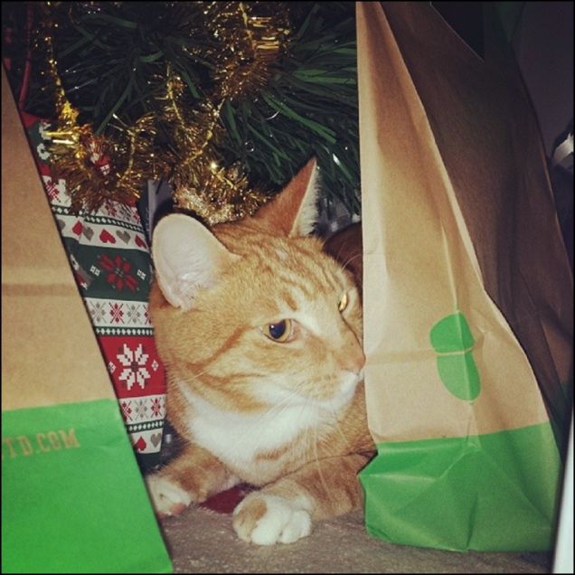 tibor tra i pacchi di natale