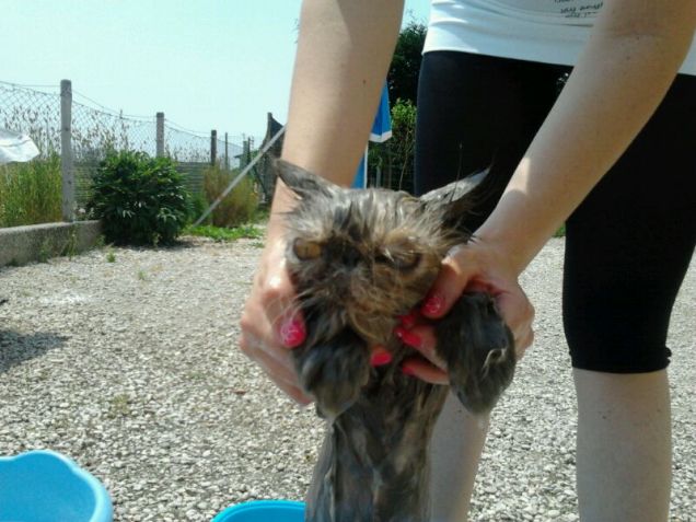 la bibi e il bagnetto