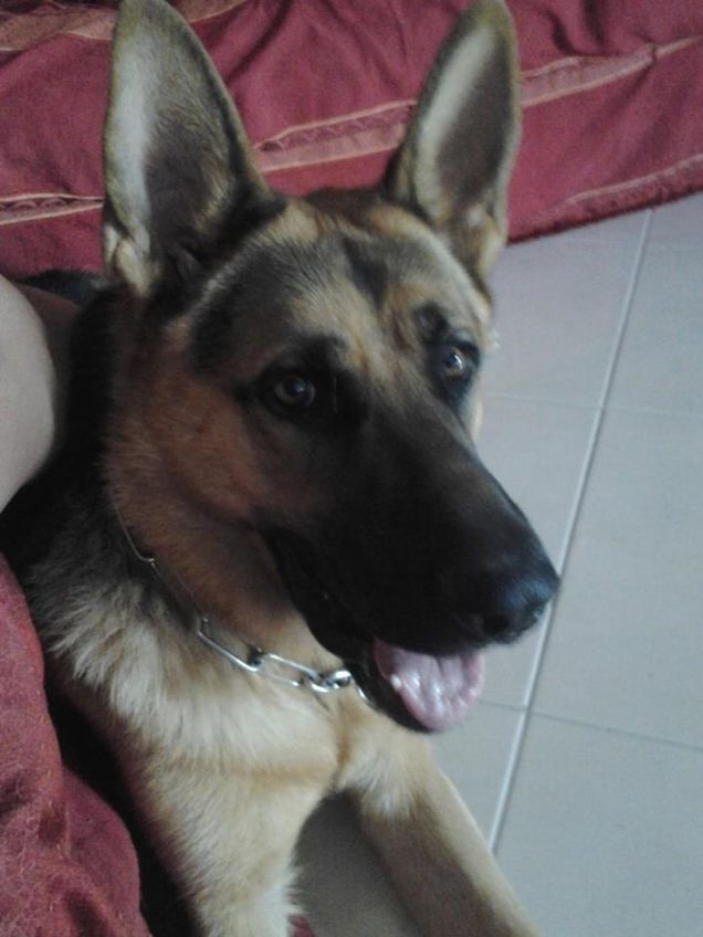 Ares  il nostro cucciolone 