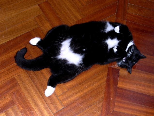 La gatta con il bikini